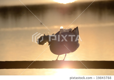 休息在黃昏的Urrican膠 休息在黃昏的Urrican膠 19843788