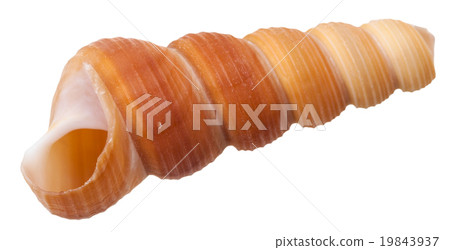 empty spiral mollusk shell of sea snail isolated 19843937