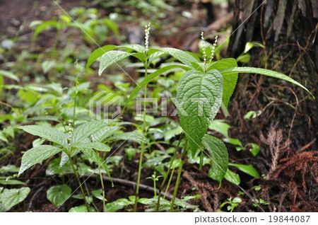 Phthalis sika 19844087