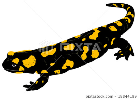 Fire Salamander  19844189