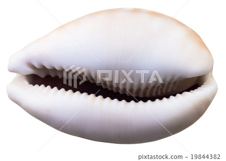 empty shell of cowry mollusk isolated on white 19844382