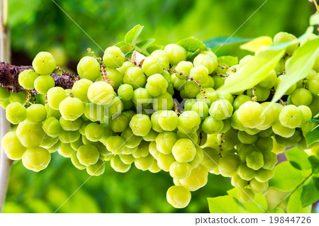 star gooseberry or Phyllanthus acidus on tree. star gooseberry or Phyllanthus acidus on tree. 19844726