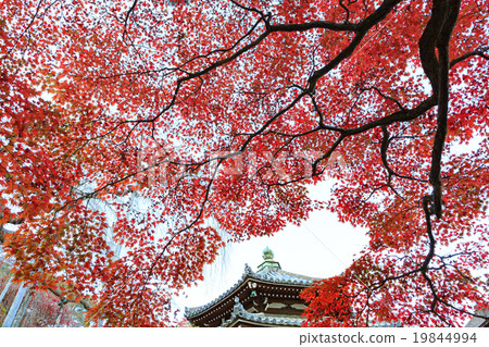Autumn leaves - Kyoto Zenjinji - Autumn leaves - Kyoto Zenjinji - 19844994