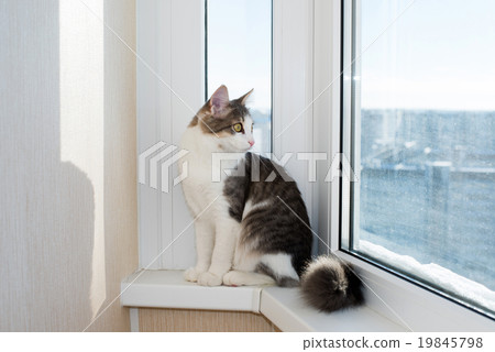 Young cat sitting on  window sill 19845798