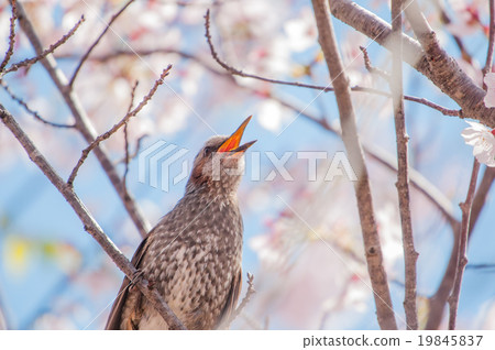 Cherry Blossoms Cherry Blossoms 19845837