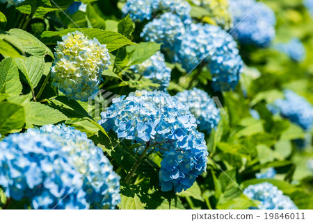 繡球 繡球 19846011