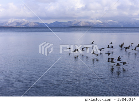 觀看豬苗代湖的鳥_ 1月 觀看豬苗代湖的鳥_ 1月 19846014