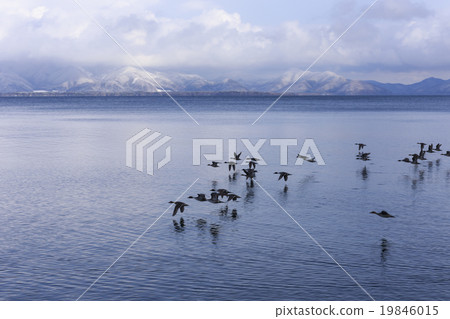 觀看豬苗代湖的鳥_ 1月 觀看豬苗代湖的鳥_ 1月 19846015