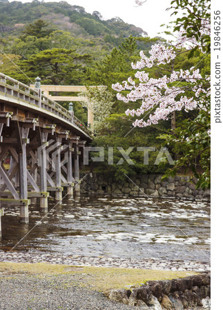 Ise Jingu Shrine in spring Scenery of cherry blossoms, Uji Bridge and Isuzu River Ise Jingu Shrine in spring Scenery of cherry blossoms, Uji Bridge and Isuzu River 19846256