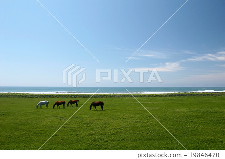 牧場在海邊 19846470