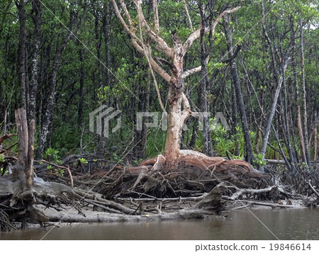 在Iriomote島紅樹林的Saxis 在Iriomote島紅樹林的Saxis 19846614