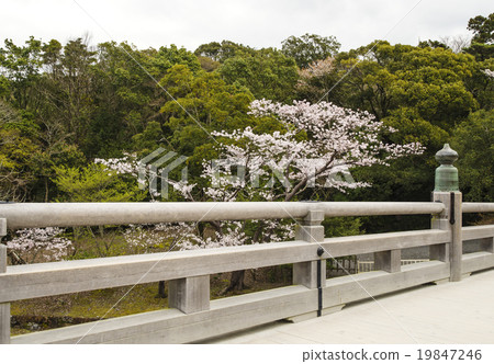 春天伊勢神宮宇治橋和櫻花伊勢神社內陸神社 19847246