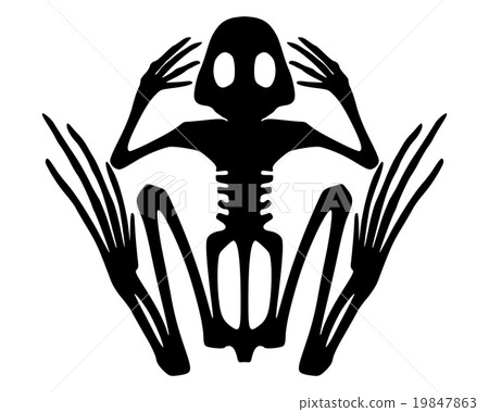 Frog skeleton Frog skeleton 19847863