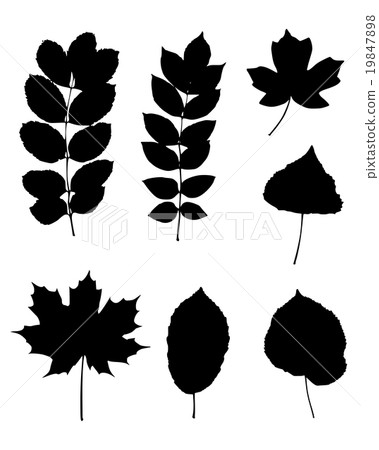 Various leaves 19847898