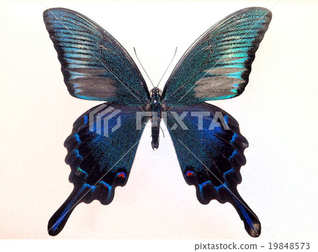 Crow bean specimen 19848573