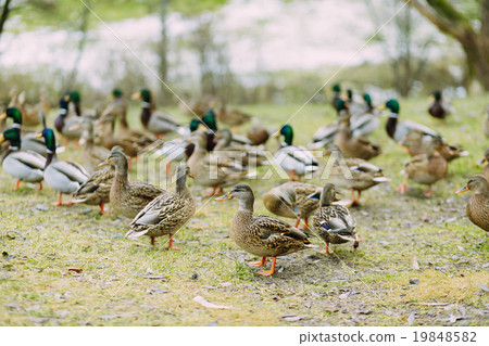 Pack of ducks outdoors in the field 19848582