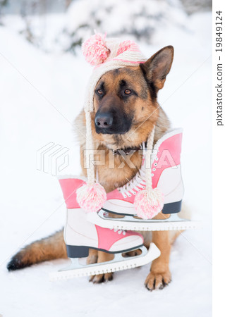 German shepherd dog wearing hat with racing skates German shepherd dog wearing hat with racing skates 19849124