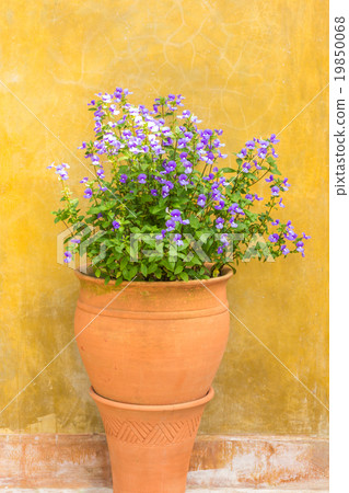 box in terracotta pot box in terracotta pot 19850068