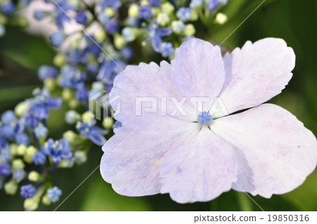 Hydrangea mandarin orange hydrangea 19850316