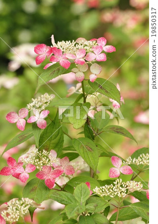 繡球花Krenai 19850317