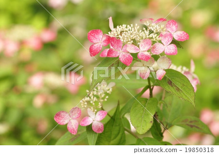 Hydrangea Krenai 19850318