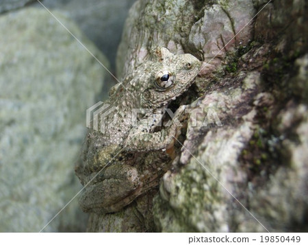 Red-headed frog 19850449