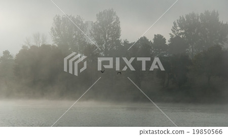 Geese take flight - foggy morning on Ottawa river. Geese take flight - foggy morning on Ottawa river. 19850566
