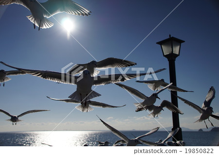 Ramblings brilliance seagull Ramblings brilliance seagull 19850822
