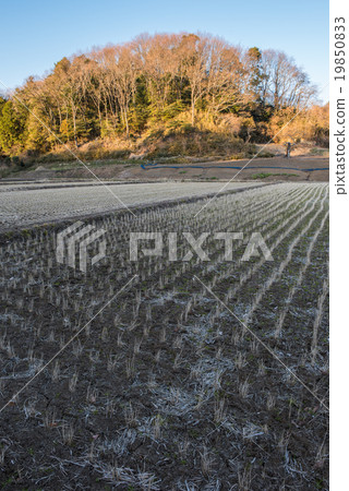 Midwinter Hakusan Yato Midwinter Hakusan Yato 19850833