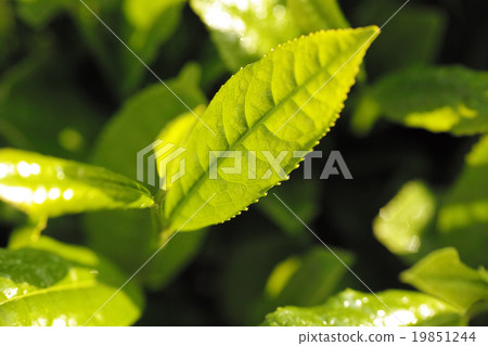 茶的萌芽擊中了早晨的陽光 19851244