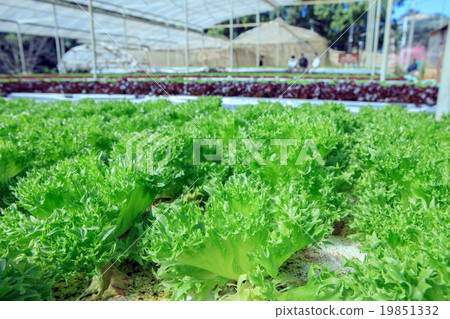 Filey Iceberg lettuce Hydroponic vegetables Filey Iceberg lettuce Hydroponic vegetables 19851332