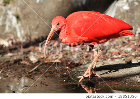 Scarlet ibis Scarlet ibis 19851356