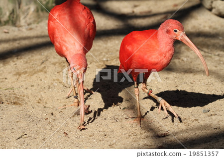 Scarlet ibis 19851357