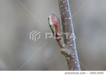 Natural plant Keiyahannoki, it is winter bud. It seems that the scales are two or three, but this seems to be two pieces 19851609