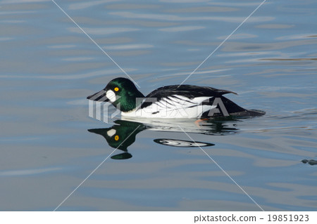 Common Goldeneye duck drake swimming in winter Common Goldeneye duck drake swimming in winter 19851923