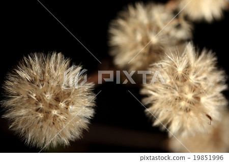 There is no wonder that it is natural plant Tsubakibi, Asteraceae, but this fruit will be There is no wonder that it is natural plant Tsubakibi, Asteraceae, but this fruit will be 19851996