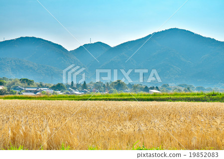 京都兩行大麥 19852083