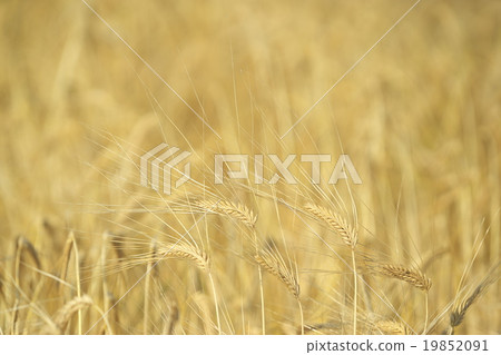 Two row barley of Kyoto 19852091