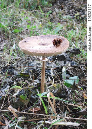 蘑菇加拉加斯塔克 19852127