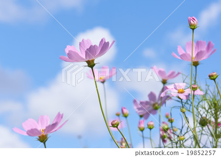  Cosmos field 19852257