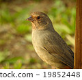 California towhee 19852448