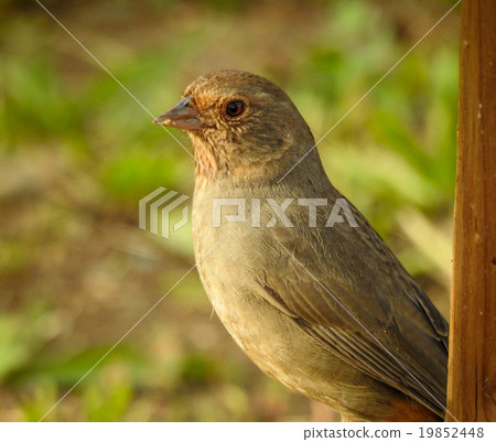 California towhee California towhee 19852448