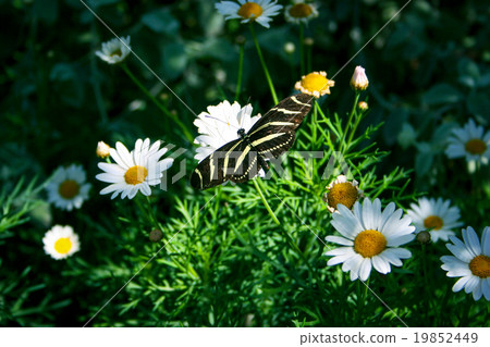Zebra Longwing Butterfly Zebra Longwing Butterfly 19852449