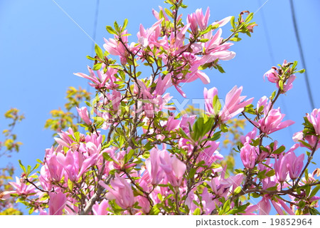 Magnolia Magnolia 19852964