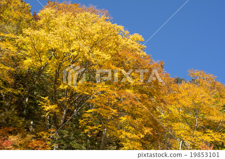 Azumi的Yashabushi樹其他黃色葉子 19853101