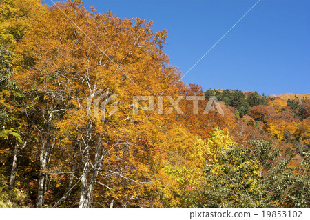 Azuma山毛櫸樹其他黃色葉子 19853102