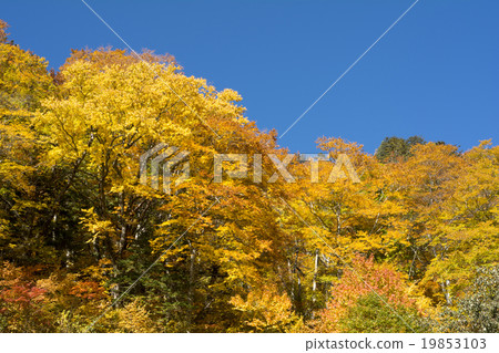 Azumi的黃葉 19853103