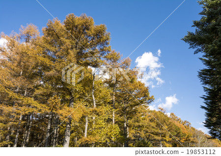 黃色葉子和Torii通過落葉松屬藍天 黃色葉子和Torii通過落葉松屬藍天 19853112