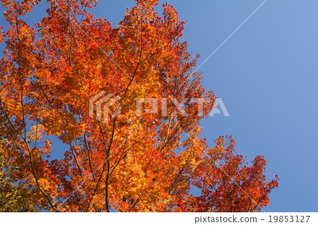 Autumn leaves of Tangshawan maple 19853127