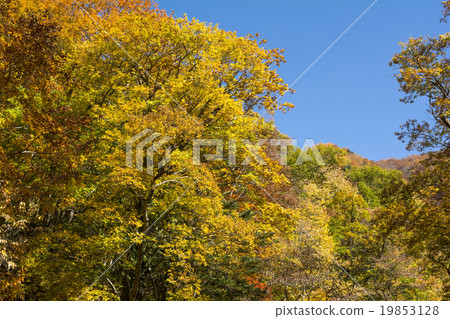 Autumn leaves of Terracotta Autumn leaves of Terracotta 19853128